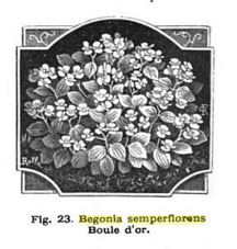 B. ‘Boule d’or’